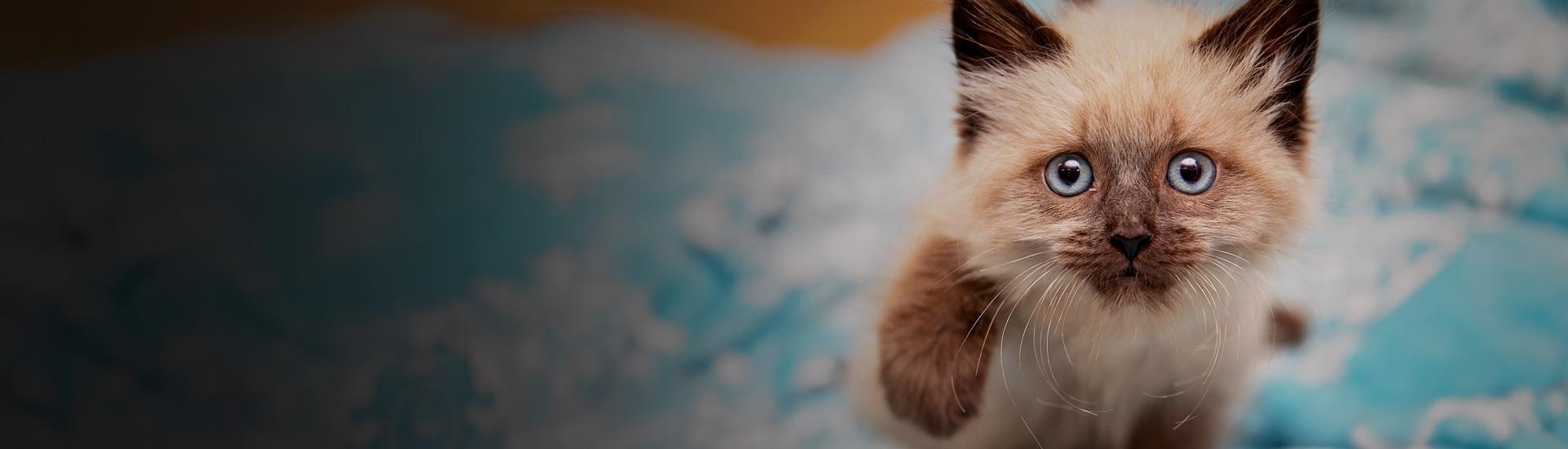 Missouri Animal Shelter Statistics Best Friends Animal Society